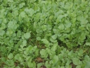 Raphanus sativus oleiformis