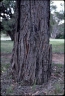 Angophora floribunda