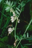 Vicia pannonica