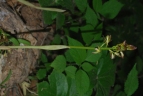 Aplectrum hyemale