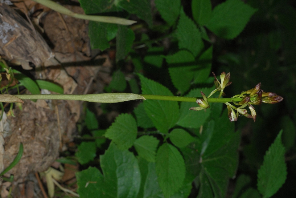 Aplectrum hyemale