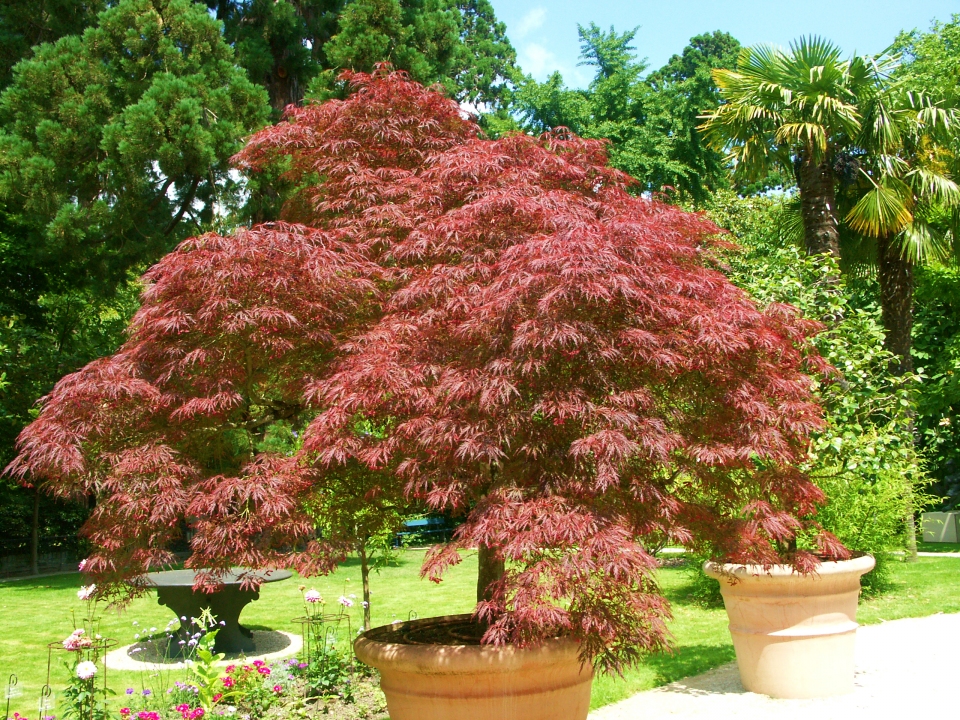 Acer palmatum