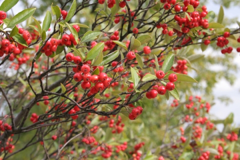 Aronia arbutifolia