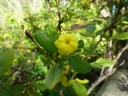 Jasminum odoratissimum