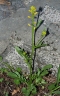 Barbarea orthoceras