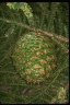 Araucaria bidwillii
