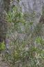 Arundinaria tecta