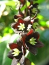Lardizabala biternata
