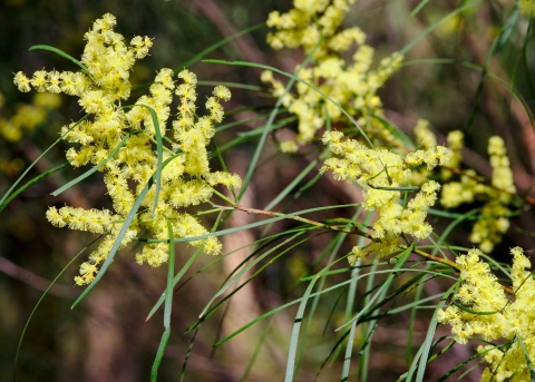 Acacia mucronata