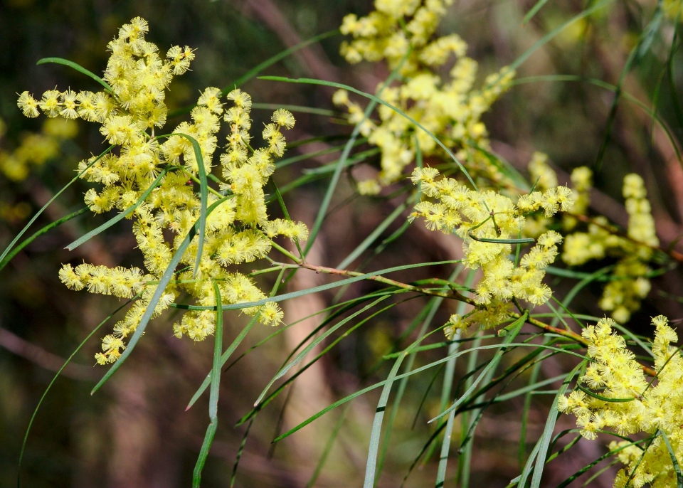 Acacia mucronata