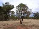 Eremophila mitchellii