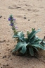 Ajuga australis