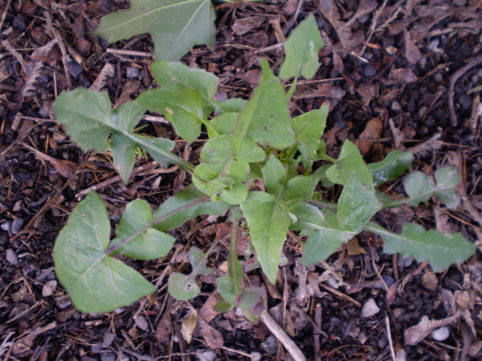 Sonchus oleraceus