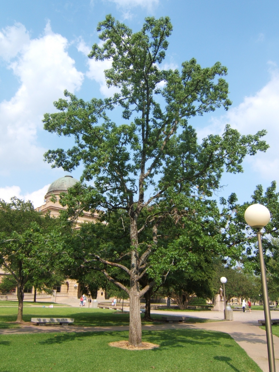 Liquidambar styraciflua