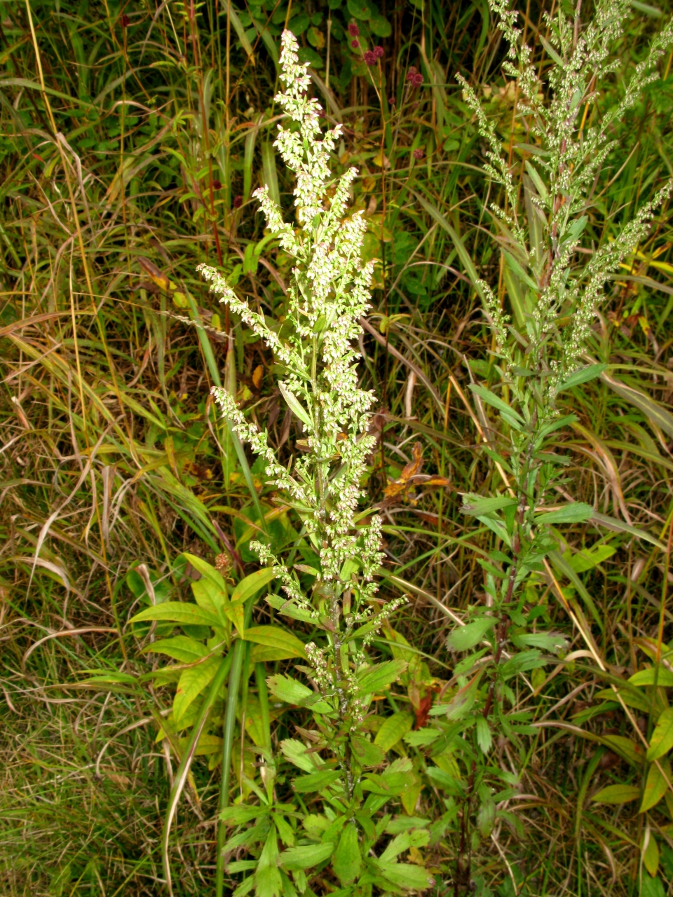 Artemisia japonica