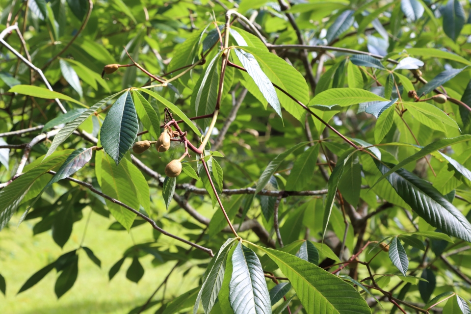 Aesculus pavia