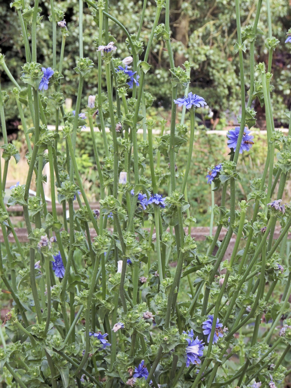 Cichorium endivia