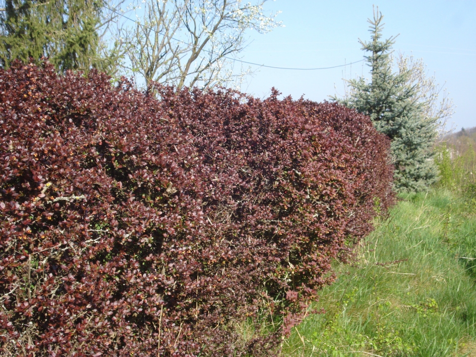 Berberis vulgaris