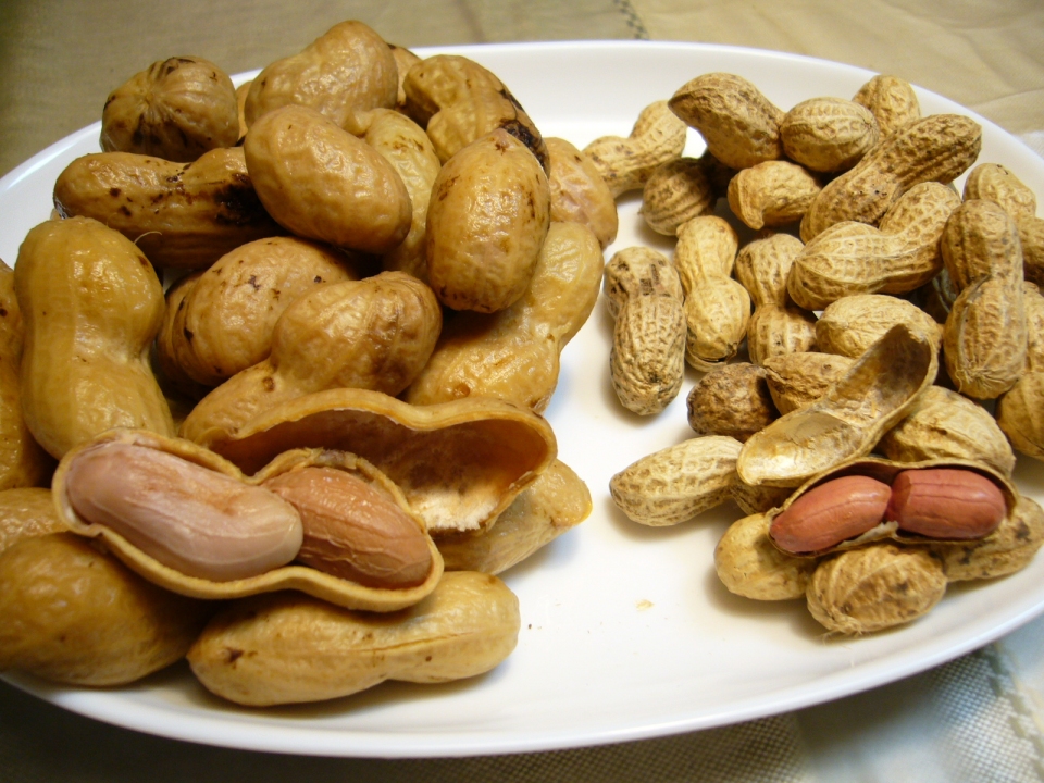 Arachis hypogaea