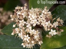 Ardisia sieboldii