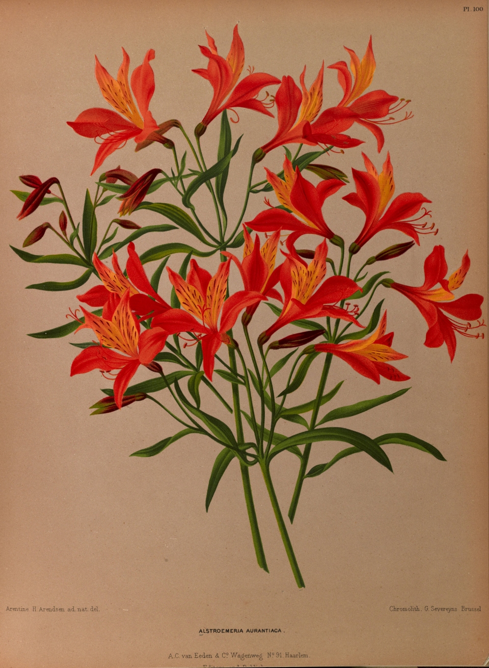 Alstroemeria aurea