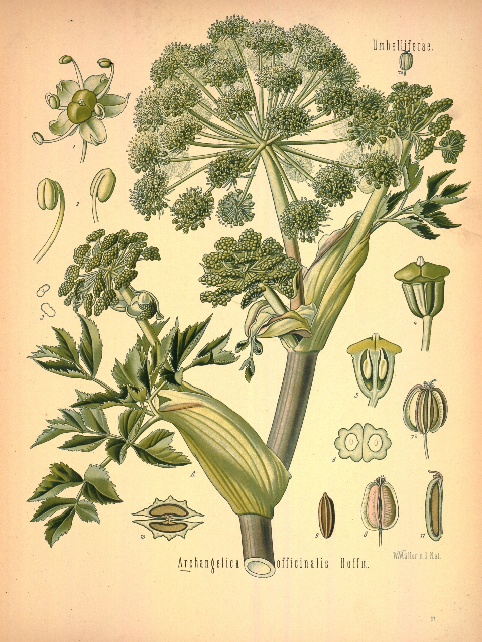 Angelica archangelica