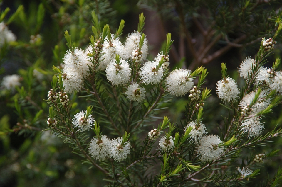 Melaleuca alternifolia