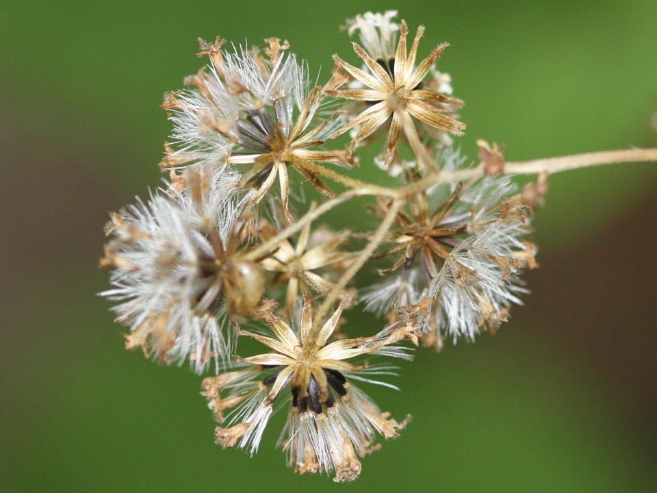 Ageratina altissima