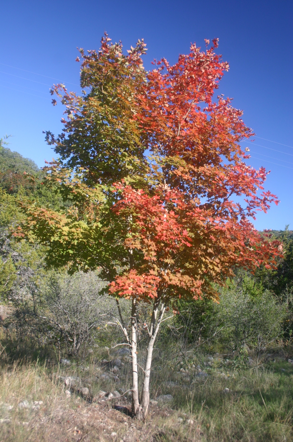 Acer saccharum grandidentatum