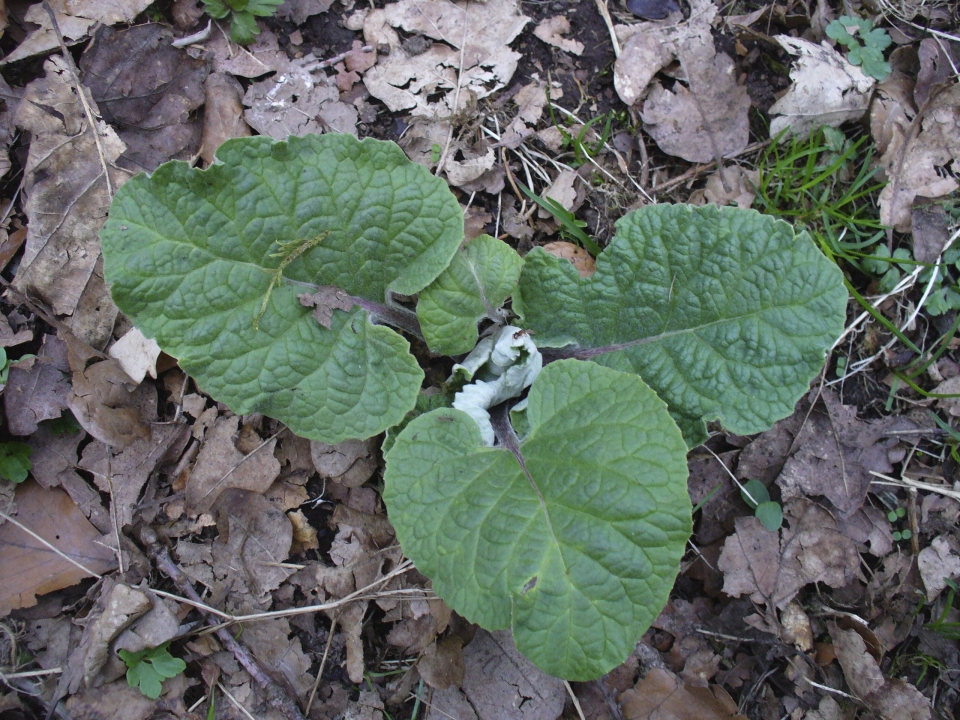 Arctium minus