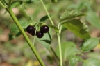 Solanum americanum