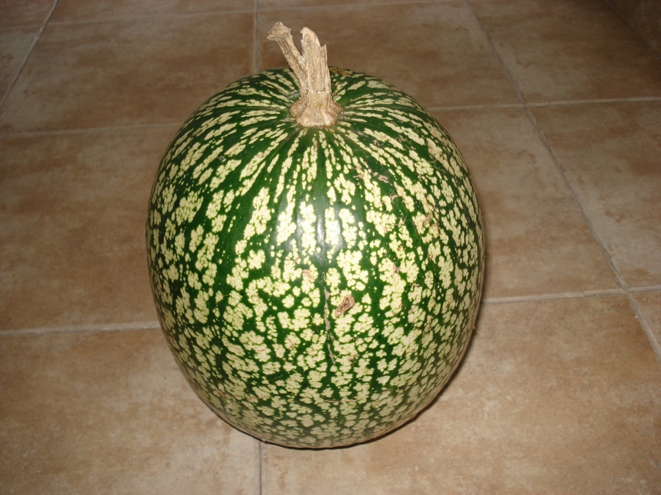 Cucurbita ficifolia