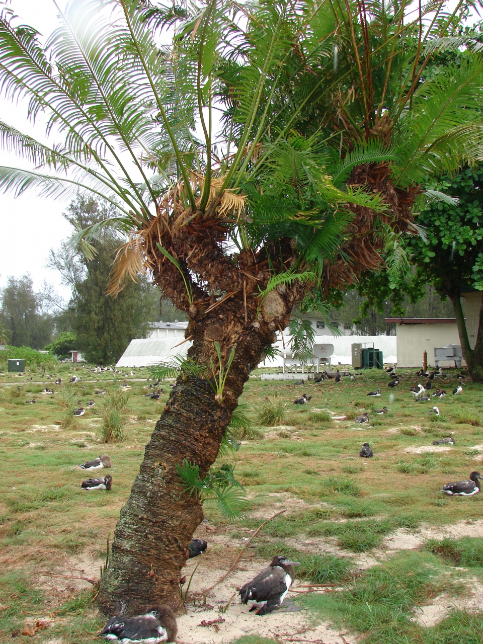 Cycas circinalis