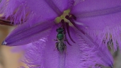 Thysanotus tuberosus