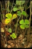 Marsilea drummondii