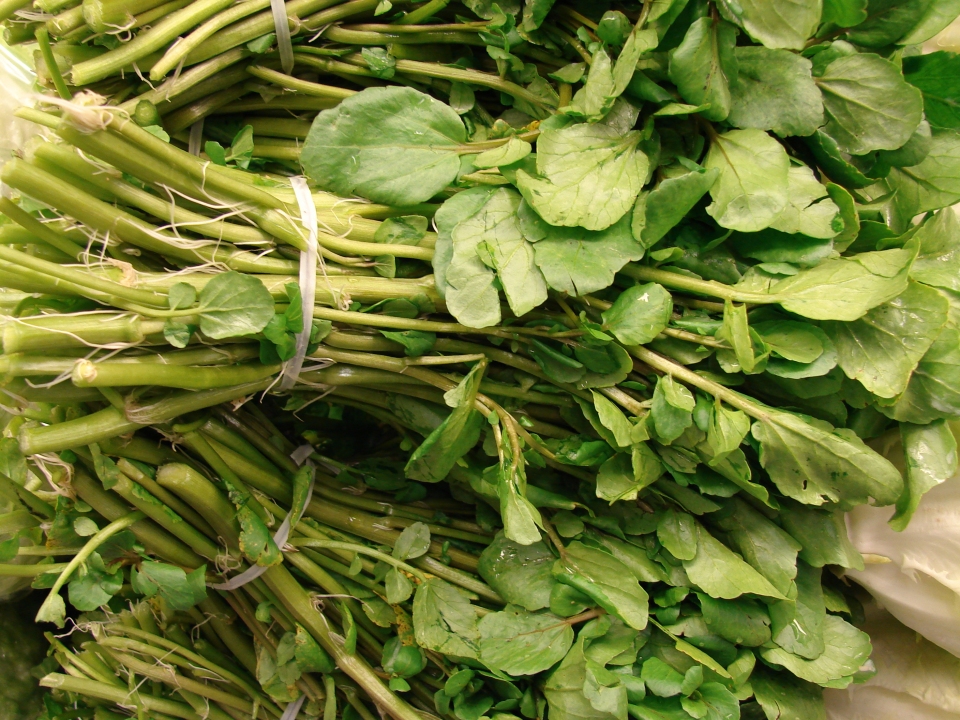 Nasturtium officinale