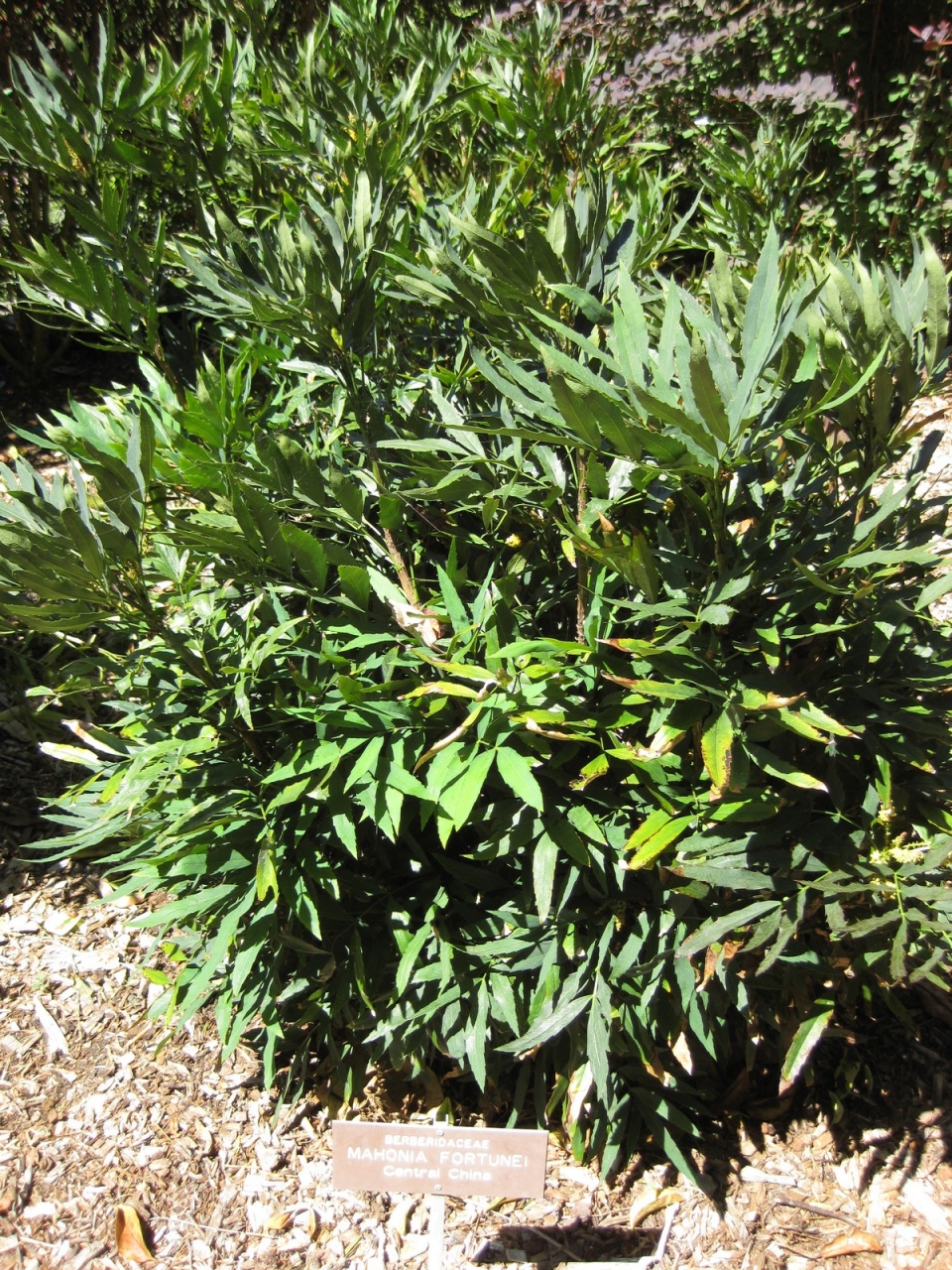 Mahonia fortunei