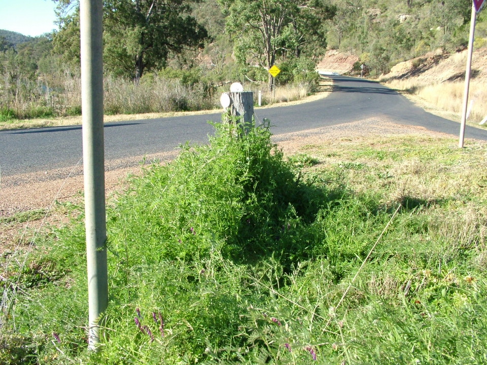 Vicia villosa