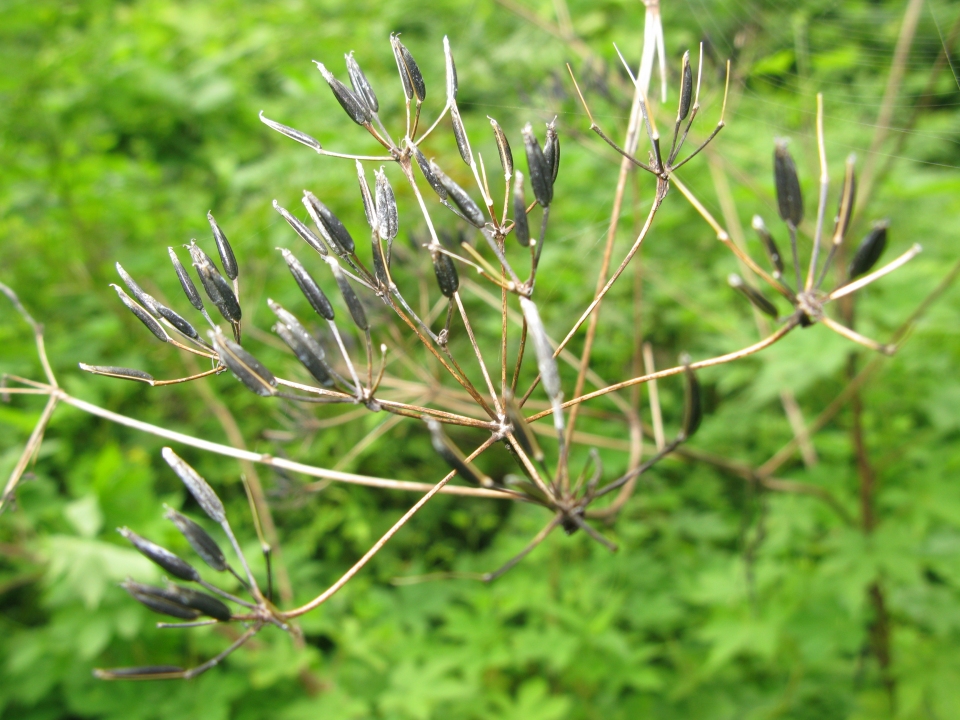 Anthriscus sylvestris