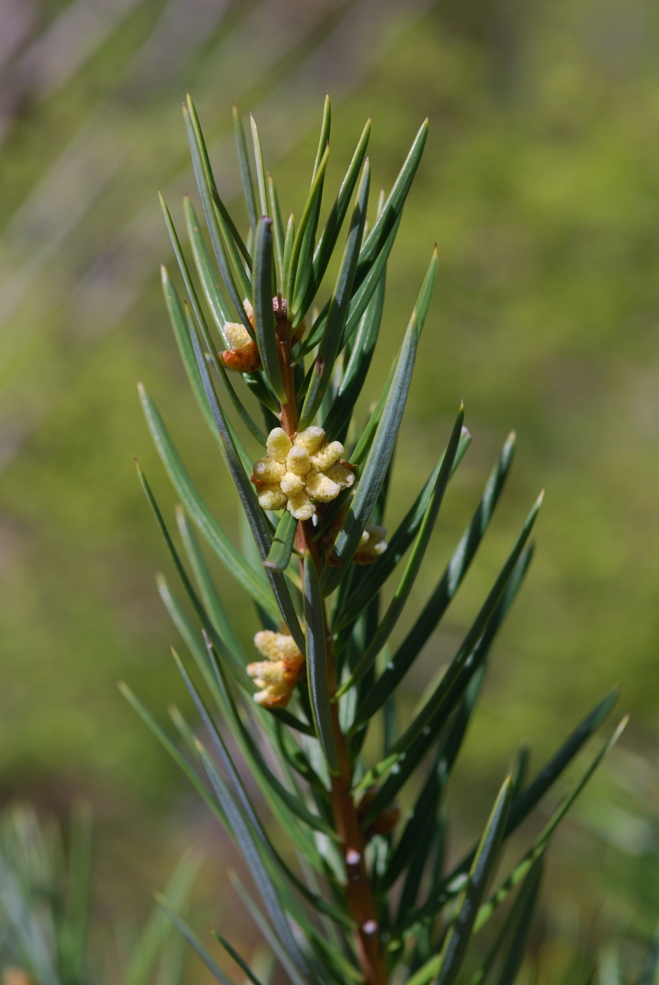 Keteleeria evelyniana