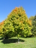 Acer saccharum nigrum