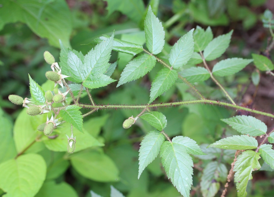 Rubus sumatranus