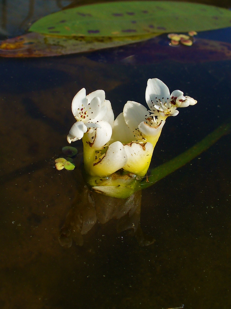 Aponogeton distachyos