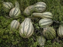 Cucurbita argyrosperma