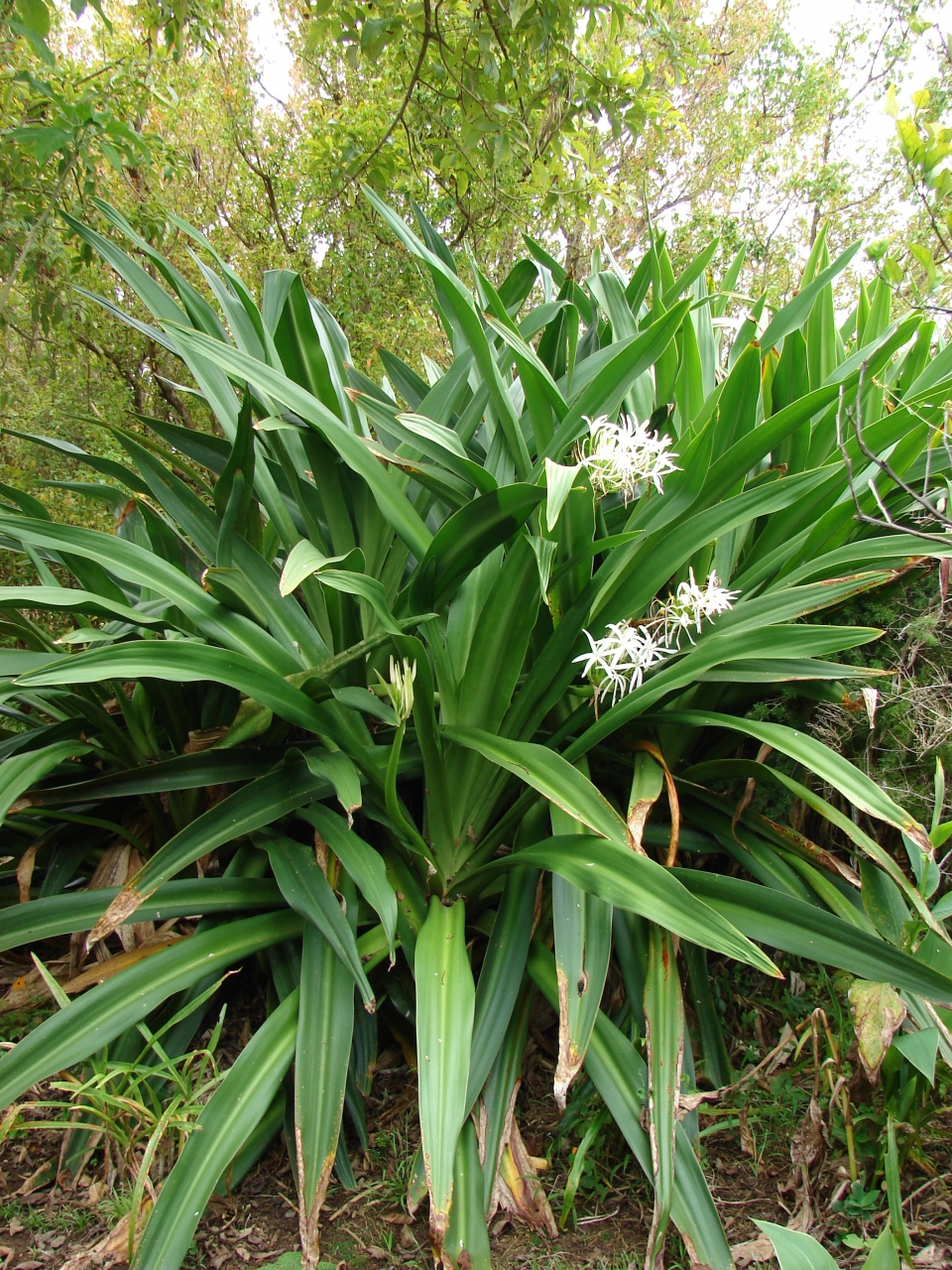 Crinum asiaticum