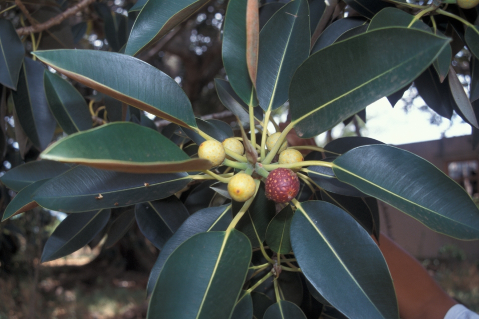 Ficus macrophylla