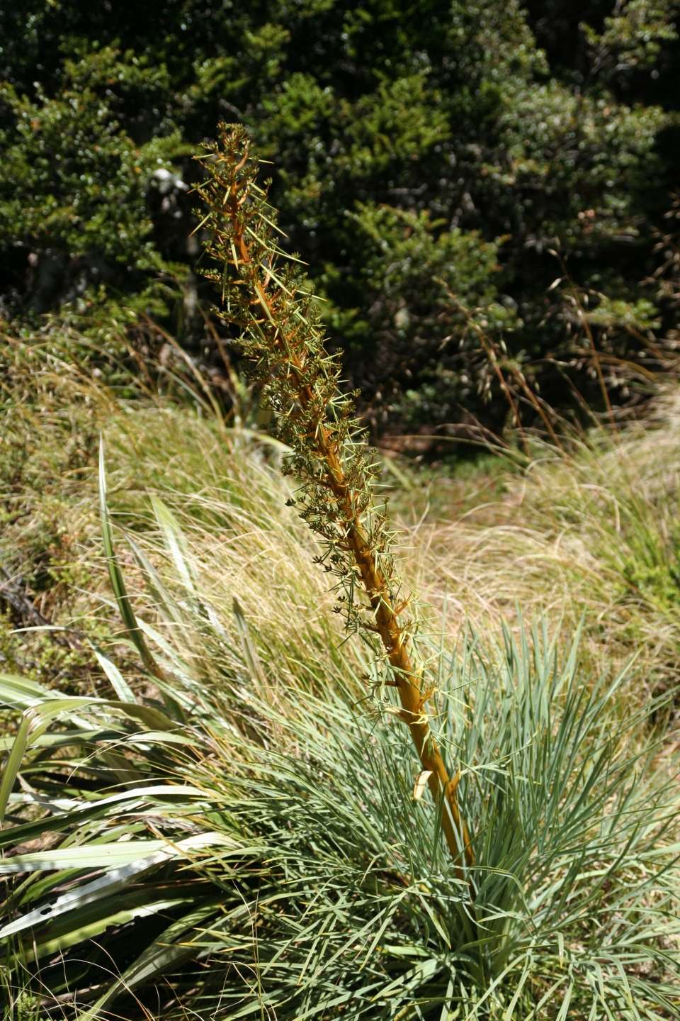 Aciphylla squarrosa