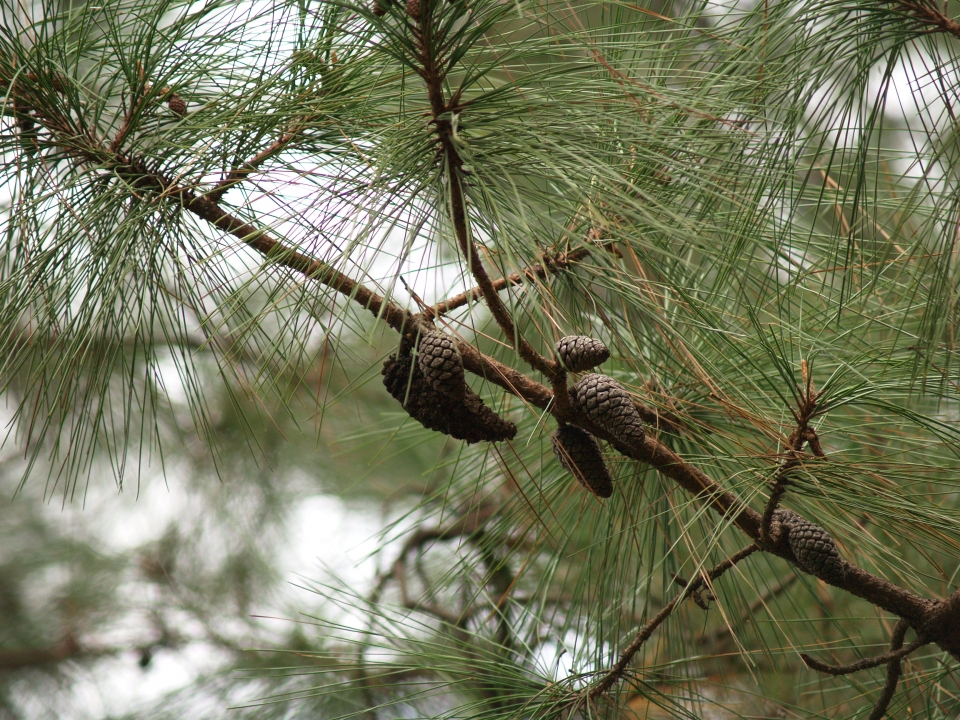 Pinus teocote