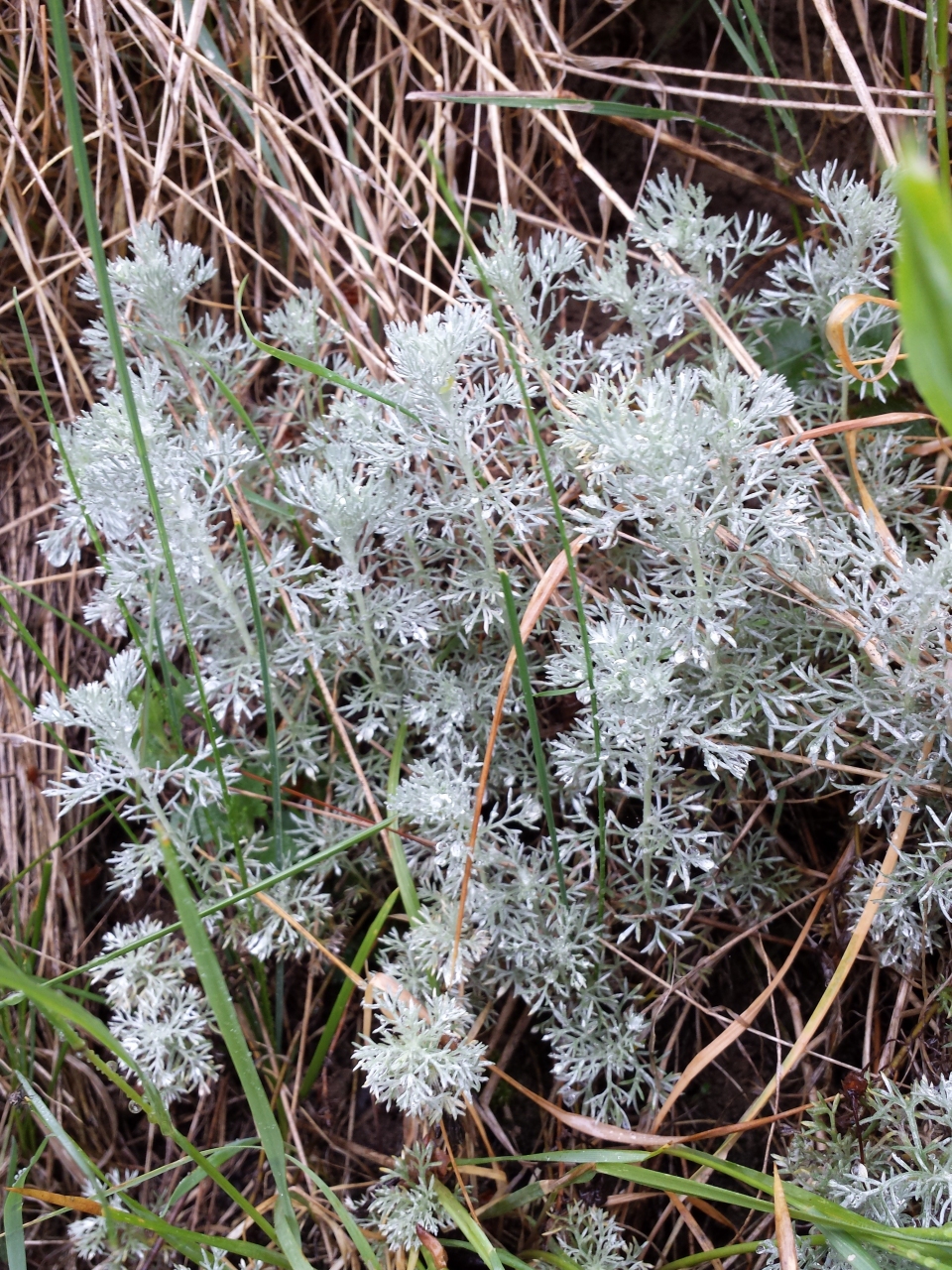 Artemisia austriaca