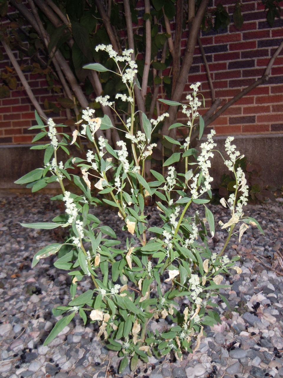 Chenopodium berlandieri